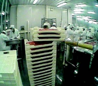 industria salmon (34)  ALIMENTOS MERCADO
